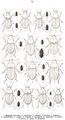 Tafel 24: 1. Harpalus laevicollis, 2. sulphuripes, 3. rufitarsis, 4. honestus, 5. neglectus, 6. melancholicus, 7. hirtipes, 8. Frhlichi, 9. fuscipalpis, 10. autumnalis, 11. politus, 12. servus, 13. anxius, 14. picipennis.
