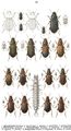 Tafel 25: 1. Ansiodactylus binotatus, 2. nemorivagus, 3. signatus, 4. poeciloides, 5. peudoaeneus. 6. Diachromus germanus. 7. Dichirotrichus obsoletus, 8. pubescens, 9. rufithorax, 10. cognatus, 11. placidus. 12. Bradycellus verbasci, 13. harpalinus, 14. collaris, 15. similis.