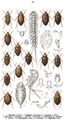 Tafel 32: 1. Brychius elevatus. 2. Haliplus mucronatus, 3. variegatus, 4. fulvus, 5. flavicollis, 6. laminatus, 7. ruficollis, 8. fluviatilis, 9. lineatocollis, 10. amoenus, 11. confinis. 12. Cnemidotus caesus, 13. rotundatus. 14. Hygrobia tarda.