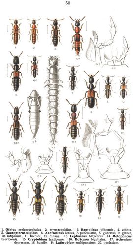 Tafel 50: 1. Othius melanocephalus, 2. myrmecophilus. 3. Baptolinus pilicornis, 4. affinis. 5. ...