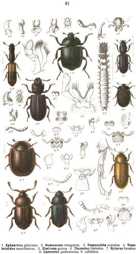 Tafel 81: 1. Sphaerites glabratus. 2. Nemosoma elongatum. 3. Temnochila coerulea. 4. Tenebrioides ...