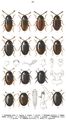 Tafel 93: 1. Atomaria analis, 2. cognata, 3. turgida, 4. apicalis. 5. Ootypus globosus, 6. Ephistemus globulus, 6b. a. dimidiatus, 6c. a. ovulum, 7. exiguus. 8. Phalacrus caricis, 9. grossus. 10. Olibrus flavicornis, 11. affinis, 12. pygmaeus.