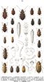 Tafel 94: 1. Dasycerus sulcatus. 2. Lathridius angusticollis, 3. alternans, 4. rugicollis, 5. constrictus, 6. nodifer. 7. Enicmus hirtus, 8. minutus, 9. rugosus. 10. Cartodere elongata, 11. ruficollis, 12. filiformis. 13. Corticaria pubescens, 14. crenulata, 15. longicornis, 16. longicollis. 17. Corticarina gibbosa, 18. fuscula, 19. truncatella. 20. Holoparamecus caularum. 21. Triphyllus bicolor.