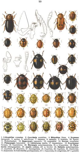 Tafel 99: 1. Lithophilus connatus. 2. Coccidula scutellata. 3. Rhizobius litura. 4. Scymnus ...