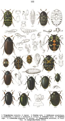 Tafel 103: 1. Trogoderma versicolor, 2. nigrum. 3. Ctenias serra. 4. Anthrenus scrophulariae, 5. ...