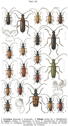 Tafel 132: 1. Cortodera femorata, 2. humeralis. 3. Pidonia lurida, 3a. v. Ganglbaueri. 4. Leptura ...