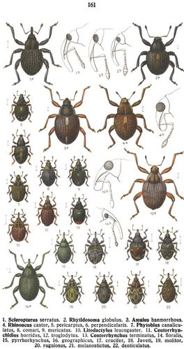 Tafel 161: 1. Scleropterus serratus. 2. Rhytidosoma globulus. 3. Amalus haemorrhous. 4. Rhinoncus ...